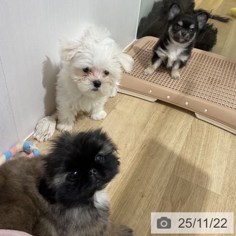 ペキニーズの写真