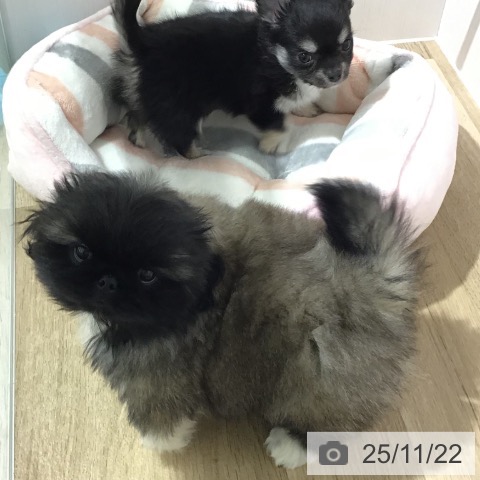 ペキニーズの写真