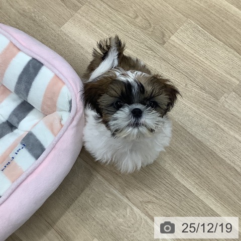 東京都のシーズー (ペットプラス 日の出店/2025年9月18日生まれ/男の子/ゴールドホワイト)の子犬の4枚目の画像