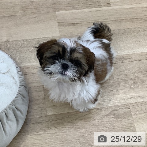 東京都のシーズー (ペットプラス 日の出店/2025年9月18日生まれ/男の子/ゴールドホワイト)の子犬の4枚目の画像