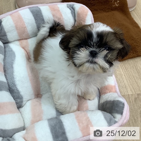 東京都のシーズー (ペットプラス 日の出店/2025年9月18日生まれ/男の子/ゴールドホワイト)の子犬の3枚目の画像