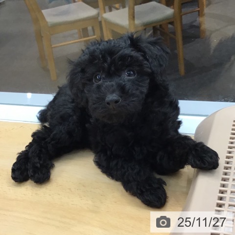 熊本県のトイプードル(トイ) (ペットプラス 熊本店/2025年9月19日生まれ/男の子/ブラック)の子犬の3枚目の画像