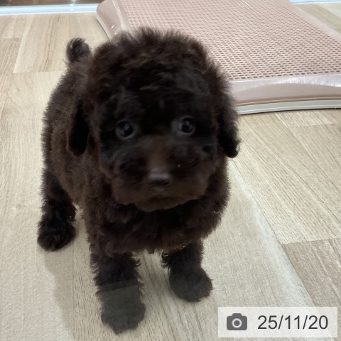 トイ・プードルの写真