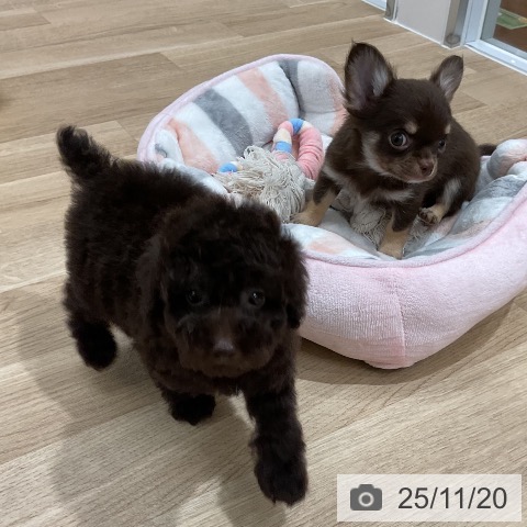 トイ・プードルの写真