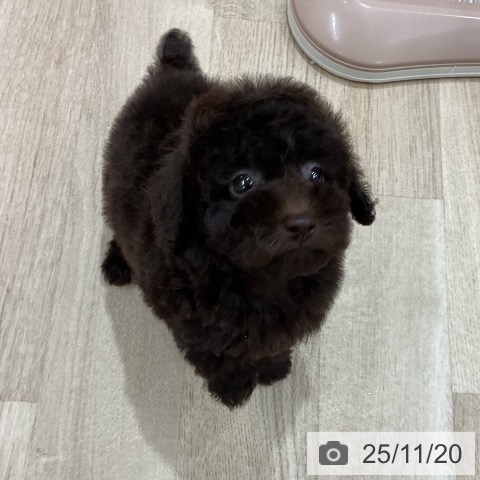 トイ・プードルの写真