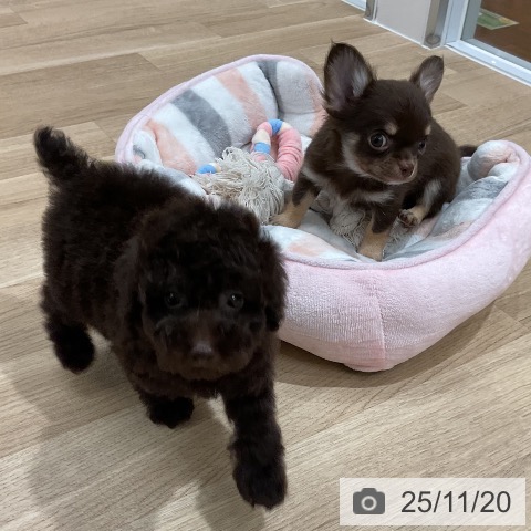 トイ・プードルの写真