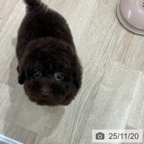 トイ・プードルの写真