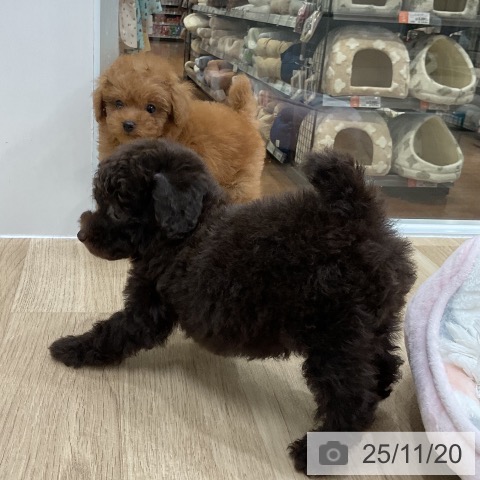 トイ・プードルの写真