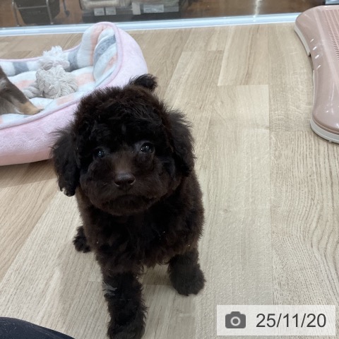 トイ・プードルの写真