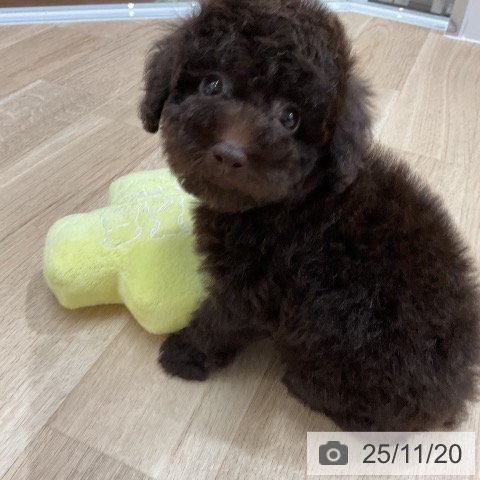 トイ・プードルの写真