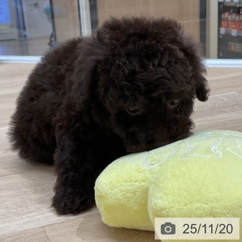 トイ・プードルの写真