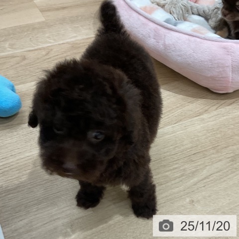 トイ・プードルの写真