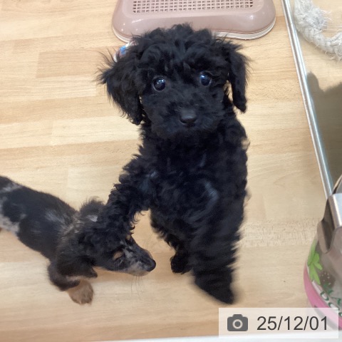 福岡県のトイプードル(トイ) (ペットプラス 福岡伊都店/2025年9月19日生まれ/女の子/ブラック)の子犬の4枚目の画像