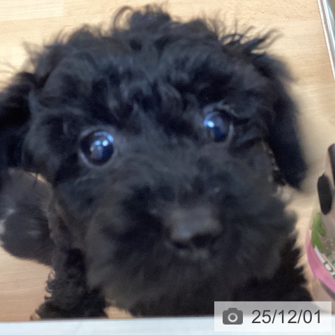 福岡県のトイプードル(トイ) (ペットプラス 福岡伊都店/2025年9月19日生まれ/女の子/ブラック)の子犬の3枚目の画像