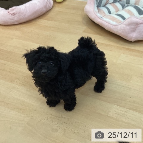 福岡県のトイプードル(トイ) (ペットプラス 福岡伊都店/2025年9月19日生まれ/女の子/ブラック)の子犬の4枚目の画像