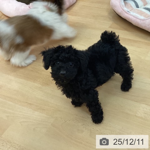福岡県のトイプードル(トイ) (ペットプラス 福岡伊都店/2025年9月19日生まれ/女の子/ブラック)の子犬の3枚目の画像