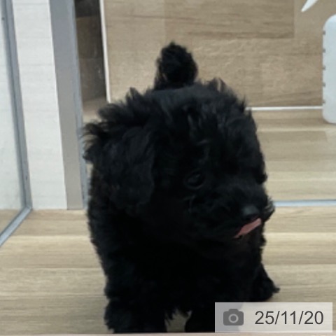 トイ・プードルの写真