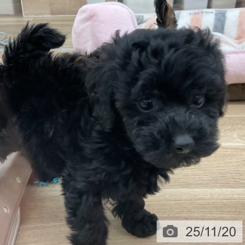 トイ・プードルの写真