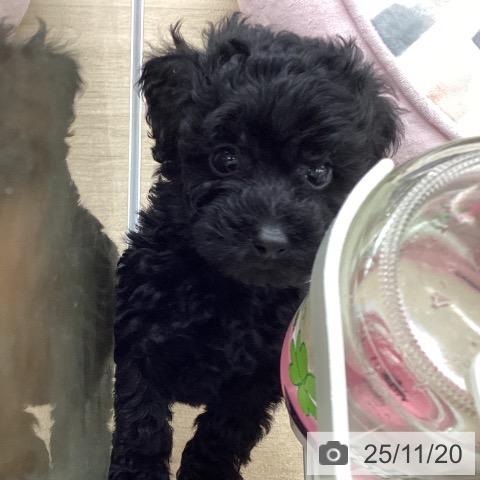 トイ・プードルの写真