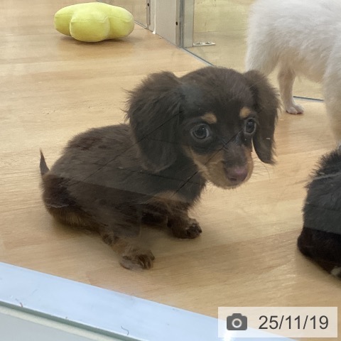 カニーンヘン・ダックスフンドの写真