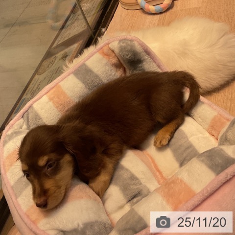 ミニチュア・ダックスフンドの写真