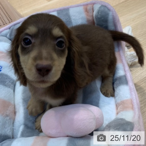 ミニチュア・ダックスフンドの写真