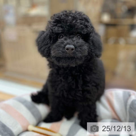 トイ・プードルの写真