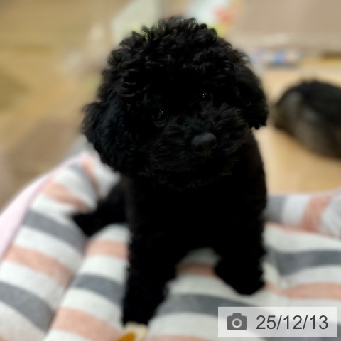 トイ・プードルの写真