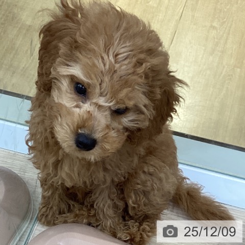 沖縄県のトイプードル(トイ) (ペットプラス 沖縄ライカム店/2025年9月14日生まれ/女の子/レッド)の子犬の4枚目の画像