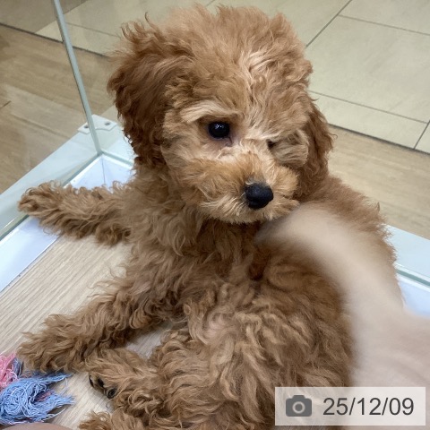 沖縄県のトイプードル(トイ) (ペットプラス 沖縄ライカム店/2025年9月14日生まれ/女の子/レッド)の子犬の3枚目の画像