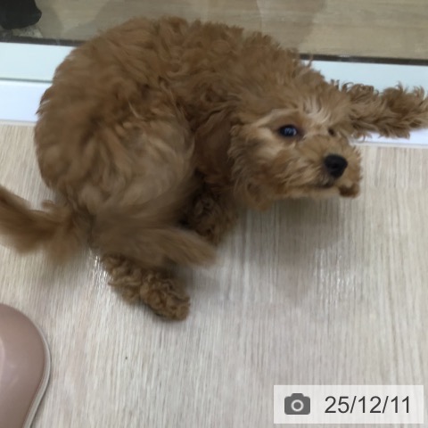 沖縄県のトイプードル(トイ) (ペットプラス 沖縄ライカム店/2025年9月14日生まれ/女の子/レッド)の子犬の3枚目の画像