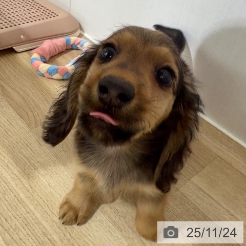 埼玉県のミニチュアダックスフンド(ロング) (ペットプラス 所沢店/2025年9月15日生まれ/男の子/シェーデットレッド)の子犬の4枚目の画像