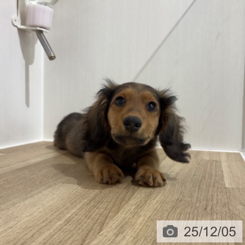 埼玉県のミニチュアダックスフンド(ロング) (ペットプラス 所沢店/2025年9月15日生まれ/男の子/シェーデットレッド)の子犬の3枚目の画像