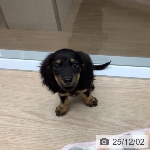 埼玉県のミニチュアダックスフンド(ロング) (ペットプラス 川口店/2025年9月15日生まれ/男の子/ブラックタン)の子犬の4枚目の画像