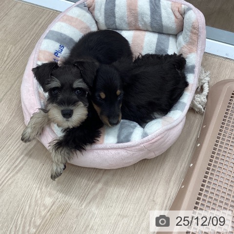 埼玉県のミニチュアダックスフンド(ロング) (ペットプラス 川口店/2025年9月15日生まれ/男の子/ブラックタン)の子犬の3枚目の画像