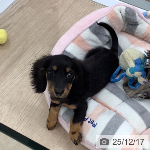 埼玉県のミニチュアダックスフンド(ロング) (ペットプラス 川口店/2025年9月15日生まれ/男の子/ブラックタン)の子犬の3枚目の画像