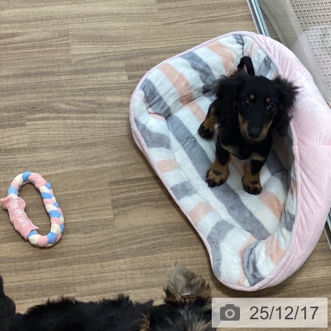 茨城県のミニチュアダックスフンド(ロング) (ペッツワン 阿見店/2025年9月15日生まれ/女の子/ブラックタン)の子犬の4枚目の画像