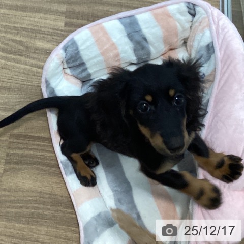 茨城県のミニチュアダックスフンド(ロング) (ペッツワン 阿見店/2025年9月15日生まれ/女の子/ブラックタン)の子犬の3枚目の画像