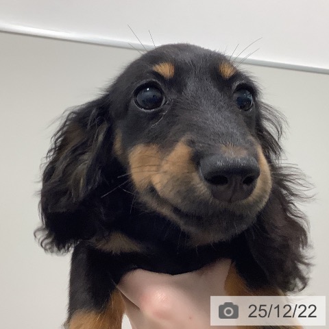 茨城県のミニチュアダックスフンド(ロング) (ペッツワン 阿見店/2025年9月15日生まれ/女の子/ブラックタン)の子犬の3枚目の画像