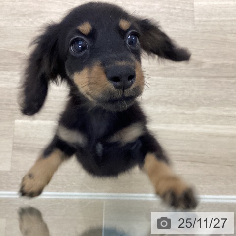 ミニチュア・ダックスフンドの写真