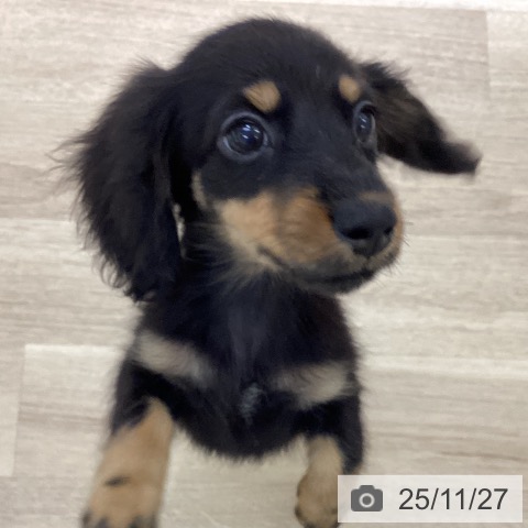 ミニチュア・ダックスフンドの写真