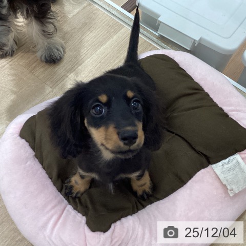 宮城県のミニチュアダックスフンド(ロング) (ペットプラス 仙台上杉店/2025年9月15日生まれ/女の子/ブラックタン)の子犬の3枚目の画像