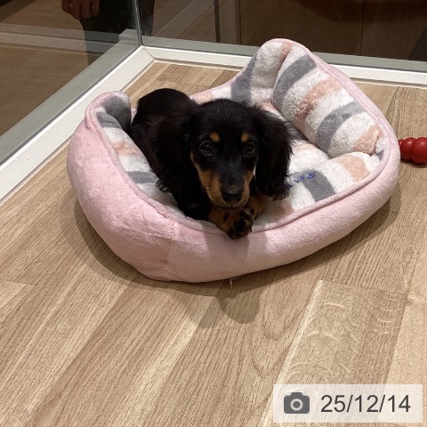 宮城県のミニチュアダックスフンド(ロング) (ペットプラス 仙台上杉店/2025年9月15日生まれ/女の子/ブラックタン)の子犬の3枚目の画像