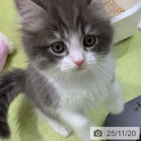 マンチカンの写真