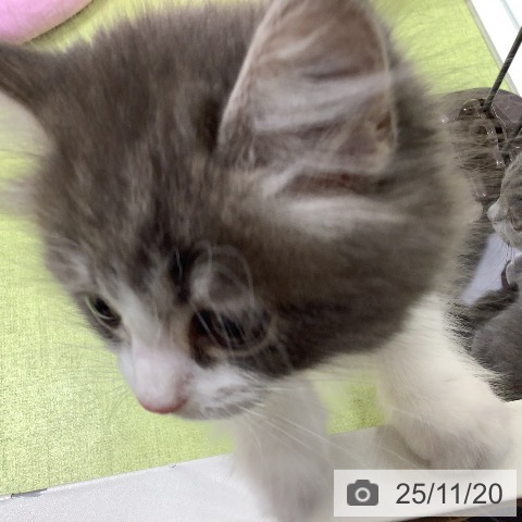 マンチカンの写真