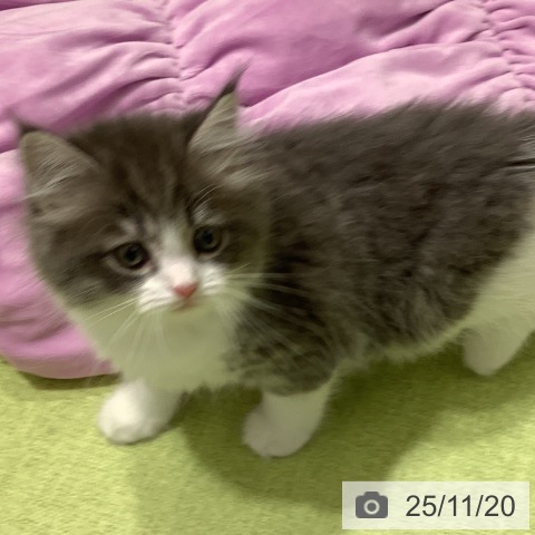 マンチカンの写真