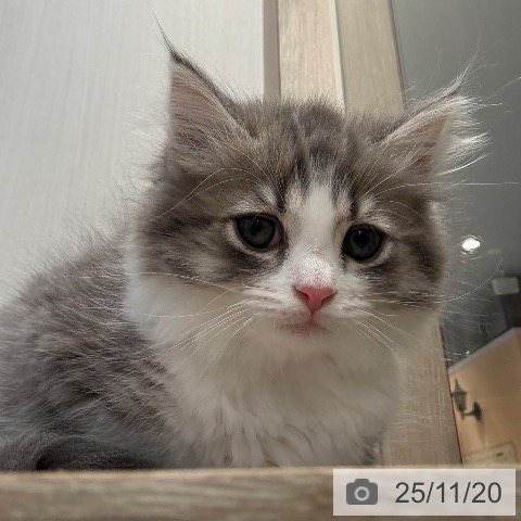 マンチカンの写真