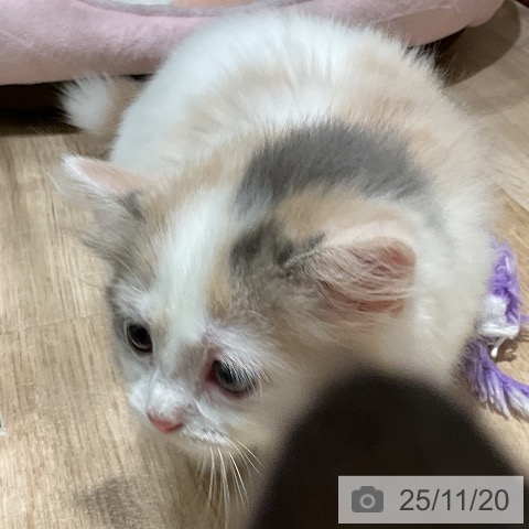 マンチカンの写真