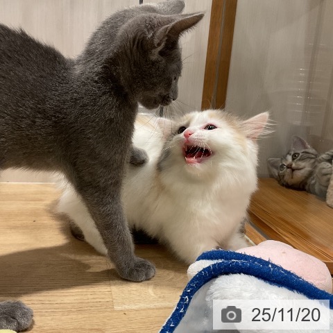 マンチカンの写真