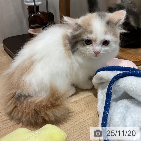 マンチカンの写真